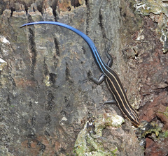 Plestiodon fasciatus