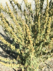 Artemisia biennis