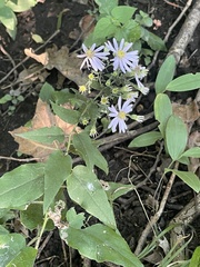 Symphyotrichum shortii