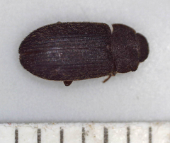 Opatrini