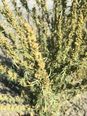 Artemisia biennis