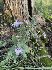 Symphyotrichum shortii