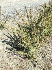 Artemisia biennis