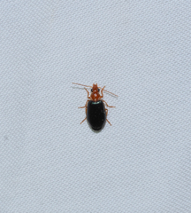 Lebia