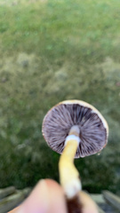 Psilocybe cubensis