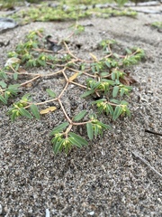 Euphorbia polygonifolia