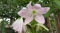 Crinum moorei
