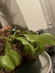Dionaea