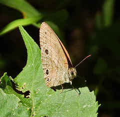 Hermeuptychia sosybius
