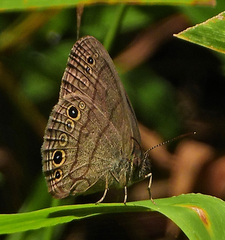 Hermeuptychia sosybius