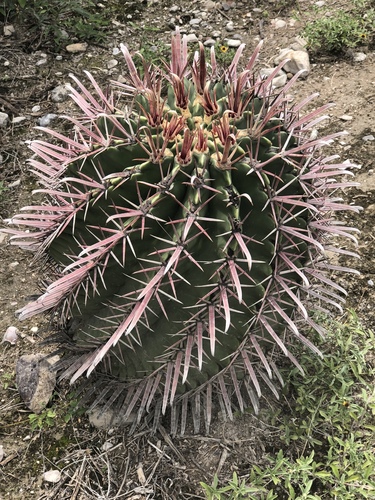 Ferocactus recurvus