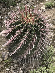 Ferocactus recurvus recurvus