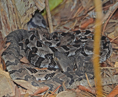 Crotalus horridus