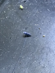 Scaphytopius frontalis