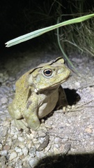 Incilius alvarius