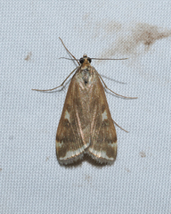 Loxostege munroealis