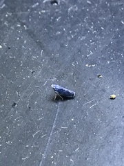 Scaphytopius frontalis