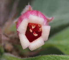 Jatropha neopauciflora