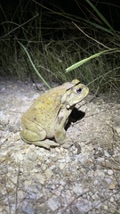 Incilius alvarius