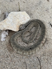 Nerodia sipedon insularum