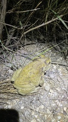 Incilius alvarius