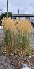 Calamagrostis × acutiflora