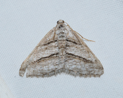 Digrammia pallorata