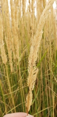 Calamagrostis × acutiflora