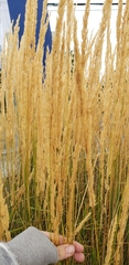 Calamagrostis × acutiflora