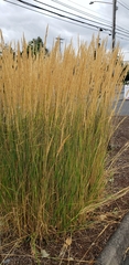Calamagrostis × acutiflora
