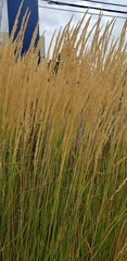 Calamagrostis × acutiflora