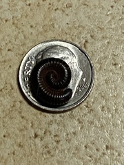 Cylindroiulus caeruleocinctus