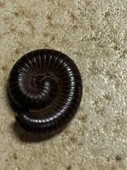 Cylindroiulus caeruleocinctus