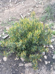 Colliguaja odorifera