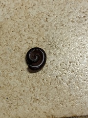 Cylindroiulus caeruleocinctus