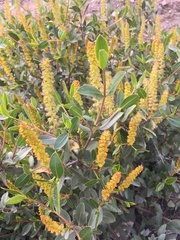 Colliguaja odorifera