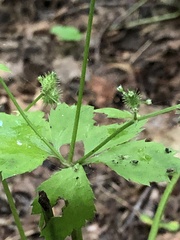 Sanicula trifoliata