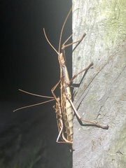 Anisomorpha buprestoides