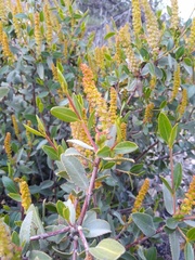 Colliguaja odorifera