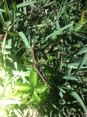 Anisomorpha buprestoides