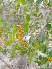 Colliguaja odorifera