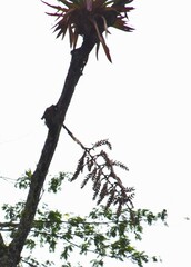 Racinaea riocreuxii