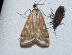Loxostege munroealis