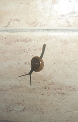 Macrochlamys hippocastaneum