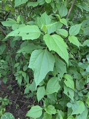 Montanoa leucantha