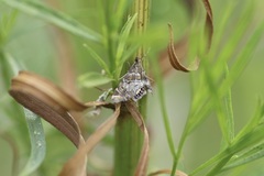 Petrophila confusalis