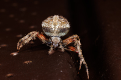 Neoscona domiciliorum