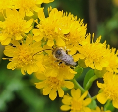 Melissodes druriellus