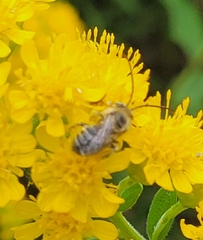 Melissodes druriellus