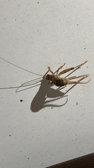 Gryllodes sigillatus